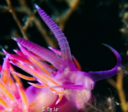 The weird face of Flabellina affinis (pink flabellina). (... by E&e Lp 